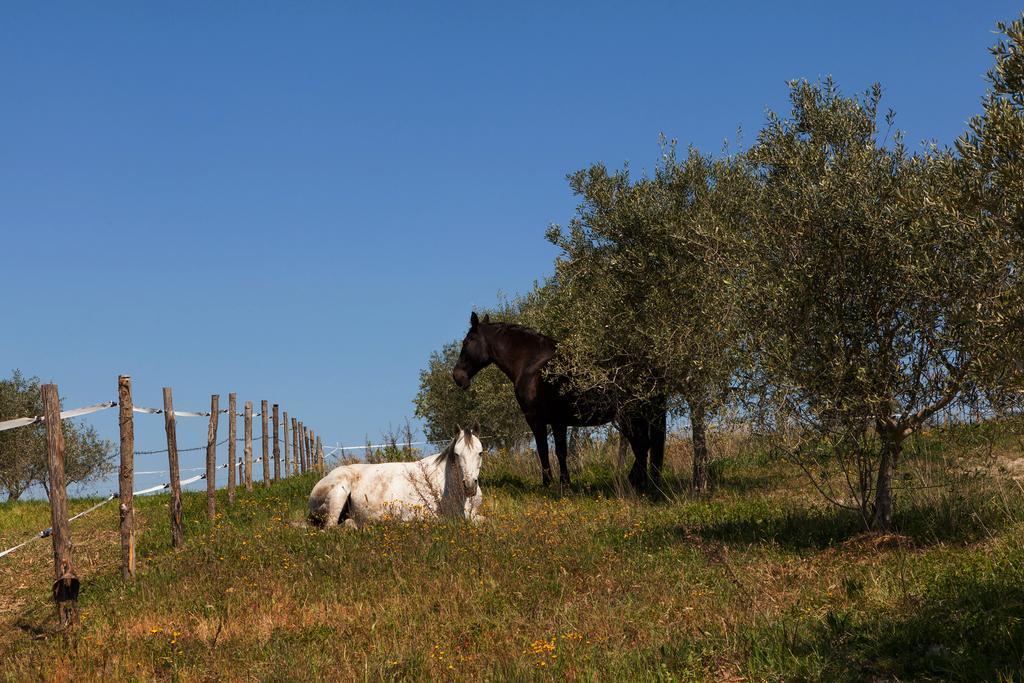 פיינצה Agriturismo La Collina מראה חיצוני תמונה
